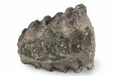 Partial Southern Mammoth Molar - Hungary #357028-4
